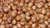 Farmers start hazelnuts harvest