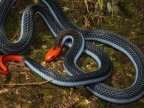 Venom of one of world's deadliest snakes might act as painkiller