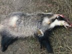 Two Moldovans killed badger at border with Romania