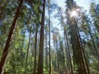 Romania wants to include virgin forests on UNESCO World Heritage list