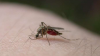 Romania sees 80 cases of West Nile virus infection and eight deaths in five months