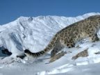 Hundreds of snow leopards being killed every year, report warns