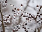 Yellow warning of frost coming right after heavy showers