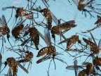 Mosquitos to be infected with bacteria in fight against Zika virus