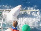 Terrifying moment diver gets trapped inside cage with a great white shark