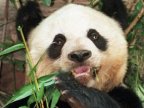 Oldest panda in captivity Jia Jia dies at the age of 38 in Hong Kong theme park