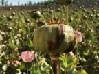 United Nations: Afghanistan opium production goes up by 43%