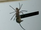 HORRIFYING! Australian spider kills mouse and carries it on fridge (VIDEO)