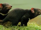 Australian scientists find use for Tasmanian devils' milk