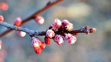 Agriculture Ministry proposes allocation of 45 million lei to farms which suffered from spring frosts
