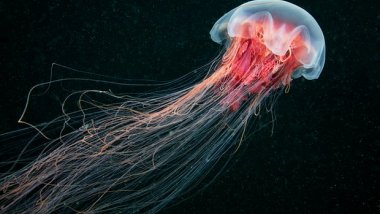 Hundreds of jellyfish invade New Zealand coastline