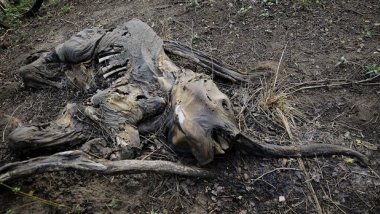 World on track to lose two-thirds of wild animals by 2020, major report warns