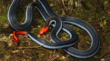 Venom of one of world's deadliest snakes might act as painkiller