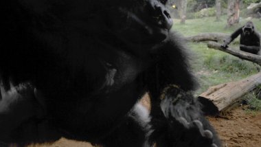 Dramatic moment 'psycho' 7ft gorilla smashed its way out of London Zoo enclosure