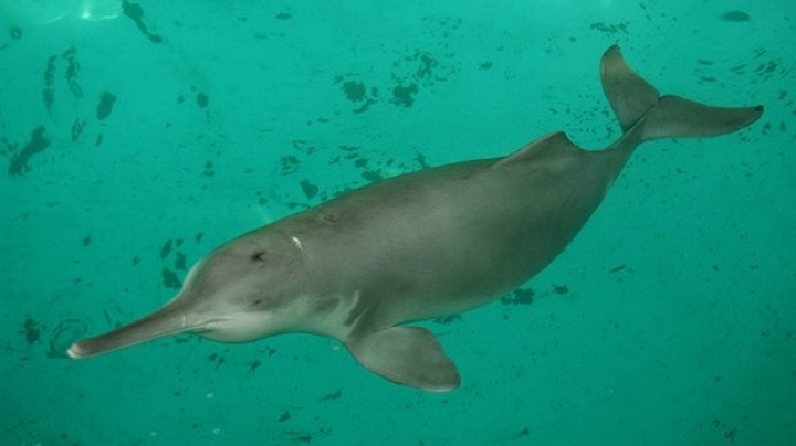 Chinese conservationists claim seeing dolphin declared functionally extinct