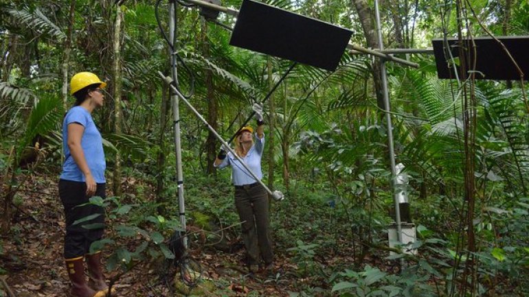 Global warming experiment turns up the heat in Puerto Rican forest