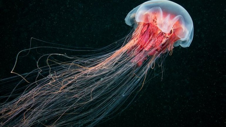 Hundreds of jellyfish invade New Zealand coastline