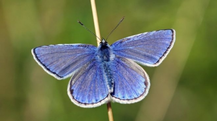 Huge drop in number of butterflies is causing confusion