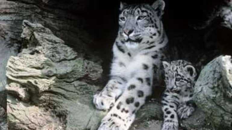 Report: Snow leopards numbers decline due to retaliation