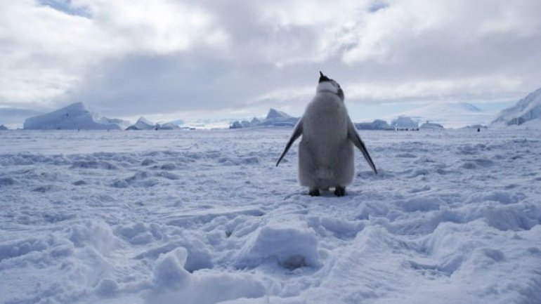 World's largest marine protected area declared in Antarctica