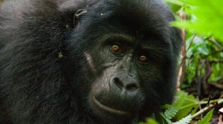 Apes can read your mind as humans do