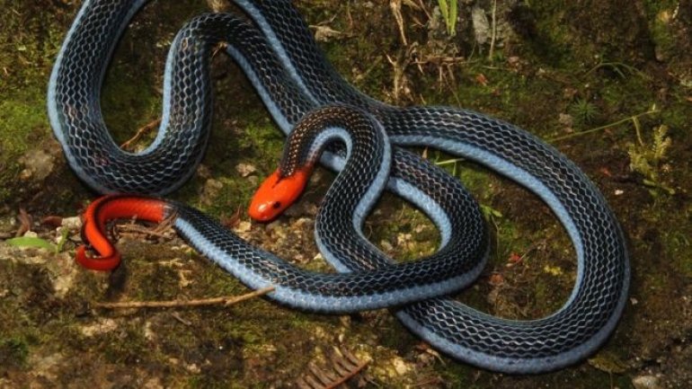 Venom of one of world's deadliest snakes might act as painkiller