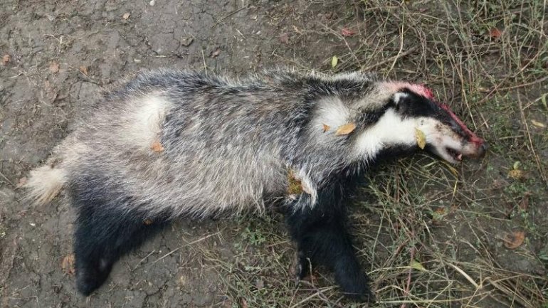 Two Moldovans killed badger at border with Romania