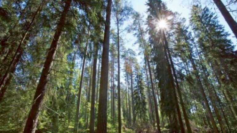 Romania wants to include virgin forests on UNESCO World Heritage list