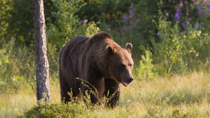 Romania to stop hunting of brown bears, wolves and wildcats