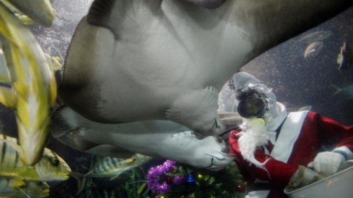 Diver dies after being stung by stingray at Singapore aquarium