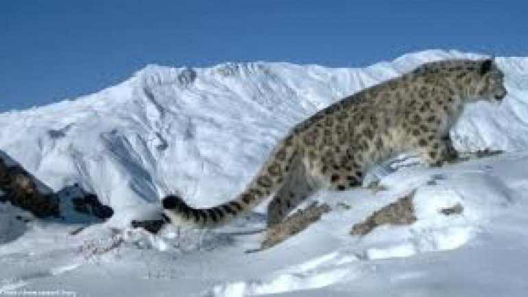 Hundreds of snow leopards being killed every year, report warns