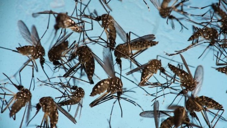 Mosquitos to be infected with bacteria in fight against Zika virus