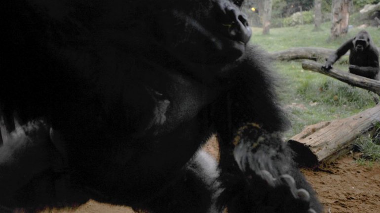 Dramatic moment 'psycho' 7ft gorilla smashed its way out of London Zoo enclosure