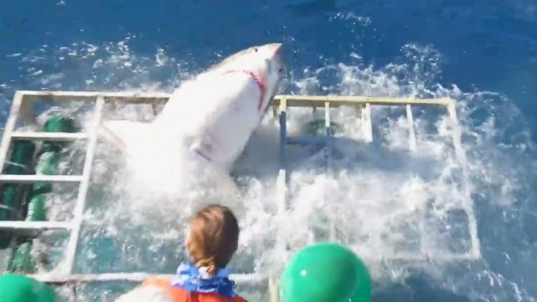 Terrifying moment diver gets trapped inside cage with a great white shark