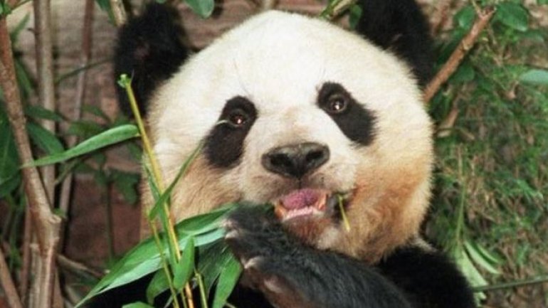 Oldest panda in captivity Jia Jia dies at the age of 38 in Hong Kong theme park