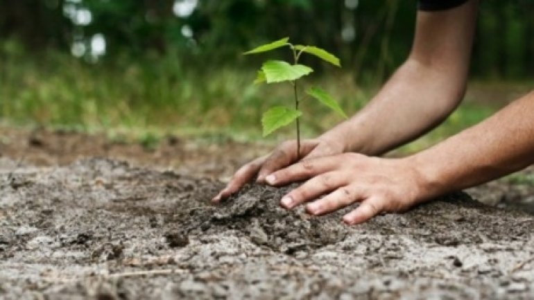 Making Moldova greener! National Tree Planting Day