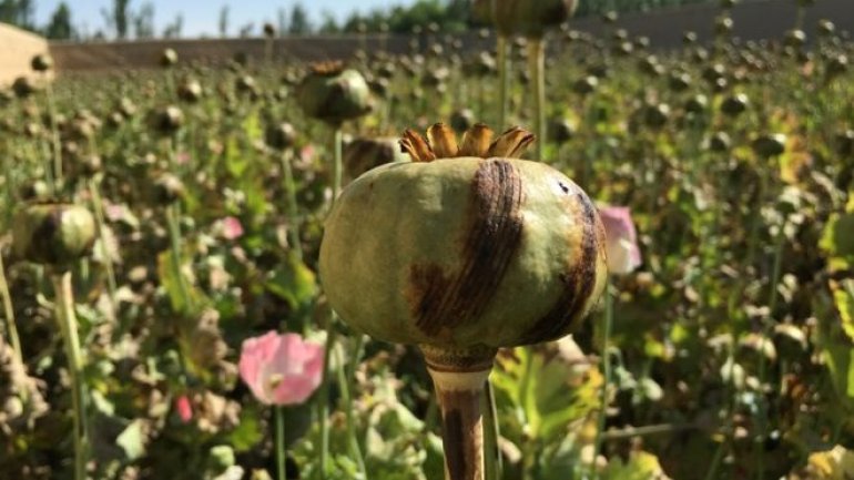 United Nations: Afghanistan opium production goes up by 43%