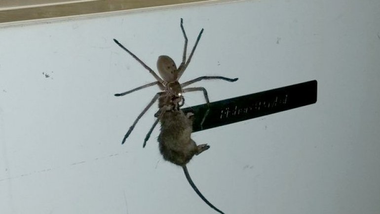 HORRIFYING! Australian spider kills mouse and carries it on fridge (VIDEO)