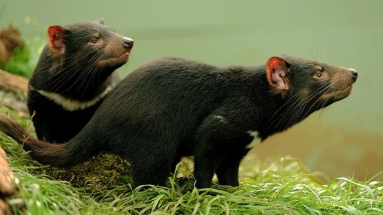 Australian scientists find use for Tasmanian devils' milk