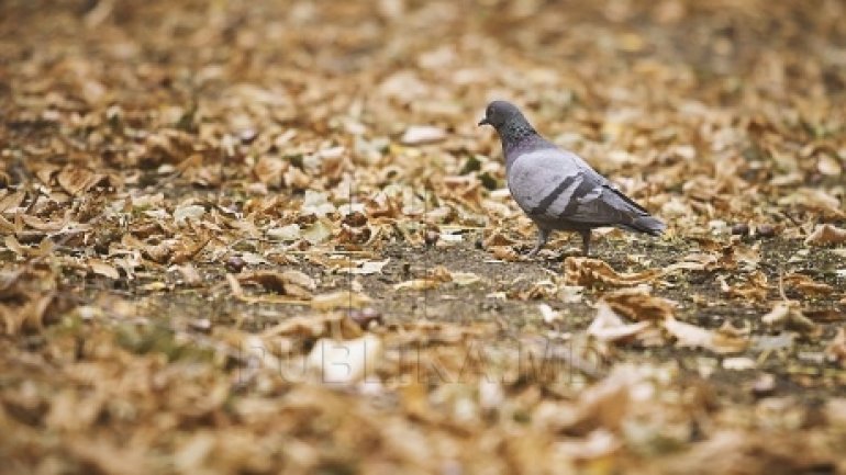 WEATHER FORECAST in Moldova. 29 OCTOBER 2016