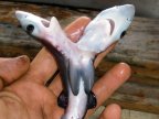 Two-headed sharks keep popping up and no one knows why