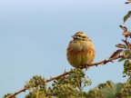 British farmland bird bounces back from brink of extinction