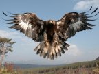 UK golden eagle population soars to new heights 