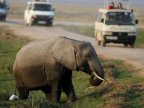 Elephant poaching costing African nations millions in lost tourism revenue