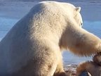 Incredible moment a wild polar bear pets a sled dog in Canada (VIDEO)