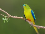 Scientists scale trees in desperate attempt to save orange-bellied parrot