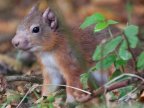 Leprosy revealed in red squirrels across British Isles