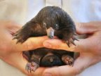 Sydney zoo celebrates first puggle births in decades