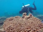 Study: Great Barrier Reef suffered worst bleaching on record in 2016