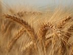 Trade deficit with agri-food products reaches EUR 0.5 bln in Romania